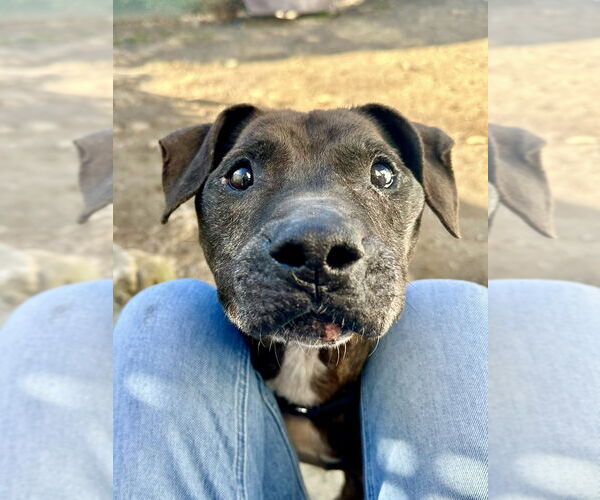 Medium Photo #15 American Pit Bull Terrier-Labrador Retriever Mix Puppy For Sale in Brewster, NY, USA