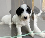 Puppy 7 Poodle (Standard)-Shepadoodle Mix