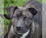 Small American Staffordshire Terrier-Boxer Mix