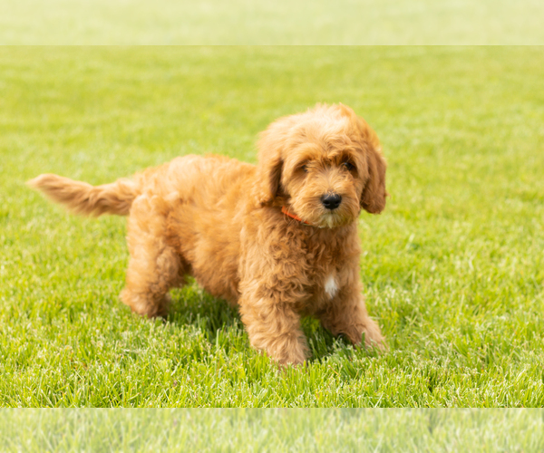 Medium Photo #4 Goldendoodle (Miniature) Puppy For Sale in WOLCOTTVILLE, IN, USA