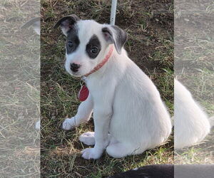 Mutt Dogs for adoption in Garden City, NY, USA