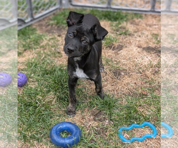 Medium Photo #2 Mutt Puppy For Sale in Brooklyn Center, MN, USA
