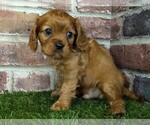 Small #4 Cavalier King Charles Spaniel