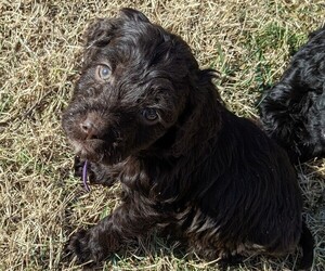 Medium Boykin Spaniel-Goldendoodle Mix