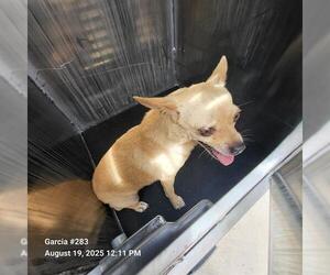 Chihuahua-Unknown Mix Dogs for adoption in San Antonio, TX, USA