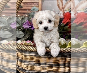 Saint Bernard Puppy for sale in CASSVILLE, MO, USA