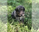 Small Photo #2 Border Collie-Golden Retriever Mix Puppy For Sale in OVERLAND PARK, KS, USA