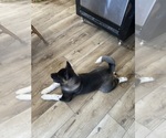 Small #6 Akita