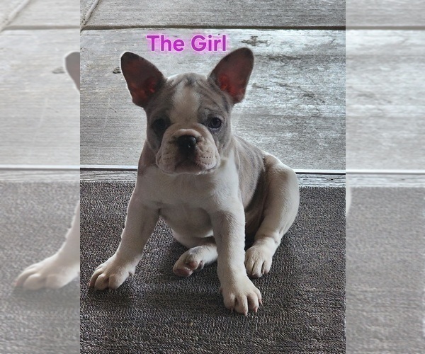 Medium Photo #11 French Bulldog Puppy For Sale in NAMPA, ID, USA