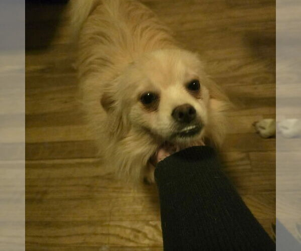 Medium Photo #1 Shiranian Puppy For Sale in Aurora, IN, USA