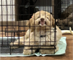 Litter of 2 - Male(s) and Female(s) Aussiedoodle Miniature -Poodle (Standard) MixLitter of Puppies for Sale - Photo #5