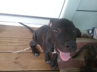 American Pit Bull Terrier Puppy for sale in WILLIS, TX, USA