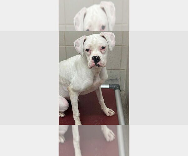 Medium Photo #1 Boxer Puppy For Sale in Austin, TX, USA