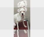 Small Boxer