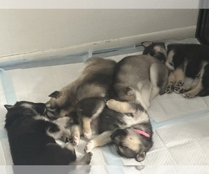 German Shepherd Dog-Siberian Husky Mix Puppy for sale in WINTER PARK, FL, USA