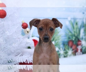 Miniature Pinscher Puppy for sale in MARIETTA, GA, USA