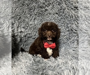 Cavapoo Puppy for sale in JEFFERSONVILLE, IN, USA