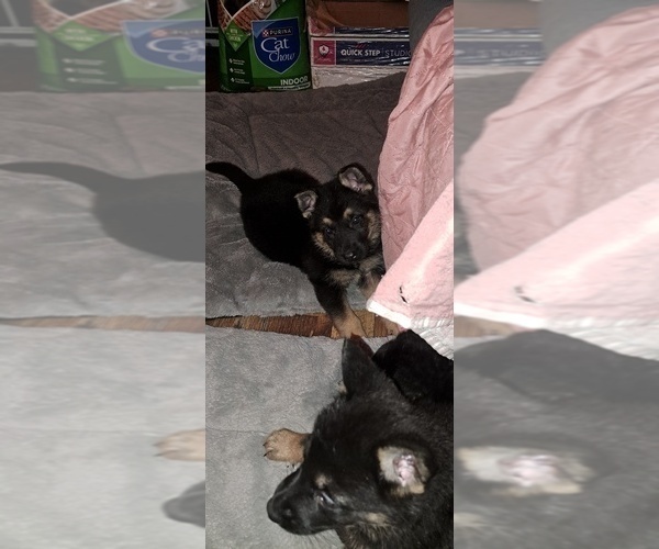 Medium Photo #1 German Shepherd Dog Puppy For Sale in SHORTSVILLE, NY, USA