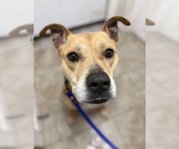 Medium Photo #3 American Staffordshire Terrier-Unknown Mix Puppy For Sale in Brewster, NY, USA