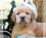 Puppy Jingle Golden Irish