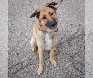 Mary - Female German Shepherd Dog Dog for Adoption - Photo #5