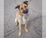 Small #4 German Shepherd Dog