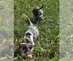 Small #1 Great Dane