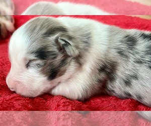 Australian Shepherd Puppy for Sale in LODA, Illinois USA