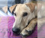 Small #4 Jack Russell Terrier-Labrador Retriever Mix