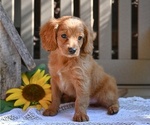 Small #1 Cavapoo