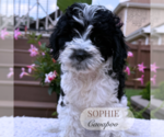 Small #6 Cavapoo