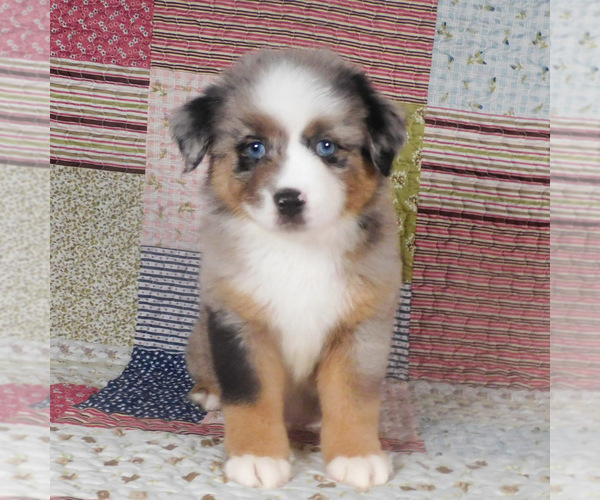 Medium Photo #6 Miniature Australian Shepherd Puppy For Sale in HARRISON, OH, USA