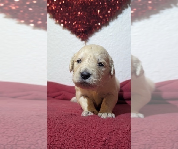 Medium Photo #2 Golden Retriever Puppy For Sale in MODESTO, CA, USA