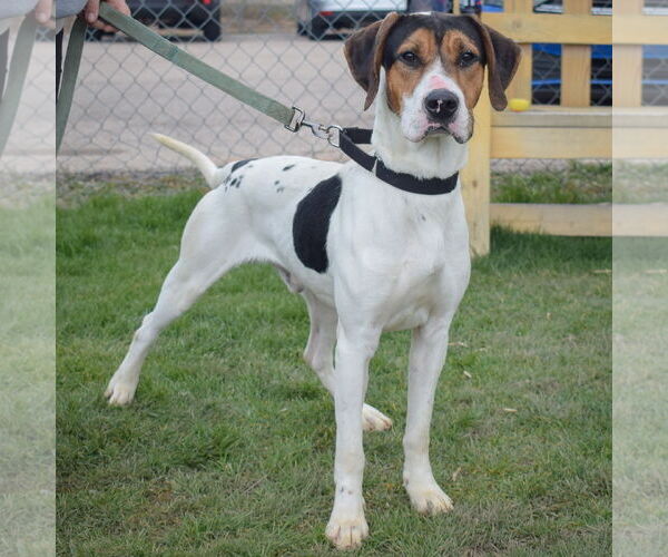 Medium Photo #1 Treeing Walker Coonhound Puppy For Sale in Huntley, IL, USA