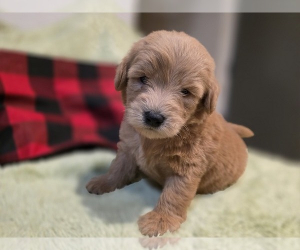 Medium Photo #7 Goldendoodle Puppy For Sale in DUBLIN, TX, USA