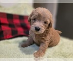 Small #6 Goldendoodle