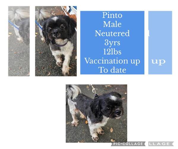 Medium Photo #2 Shih Tzu-Unknown Mix Puppy For Sale in Virginia Beach, VA, USA