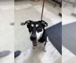 Small #4 German Shepherd Dog Mix
