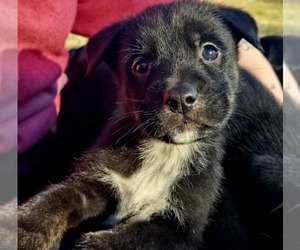 Alaskan Husky-Australian Cattle Dog Mix Puppy for sale in MATTOON, IL, USA