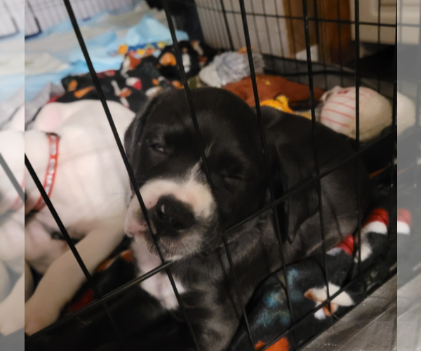 Medium Photo #6 Mutt Puppy For Sale in Holly Springs, NC, USA