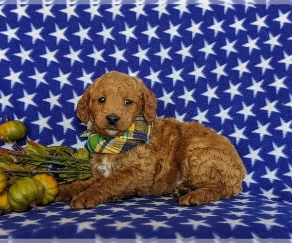 Medium Photo #5 Miniature Labradoodle Puppy For Sale in QUARRYVILLE, PA, USA