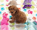 Small #8 Cavapoo (Miniature)-Poodle (Toy) Mix