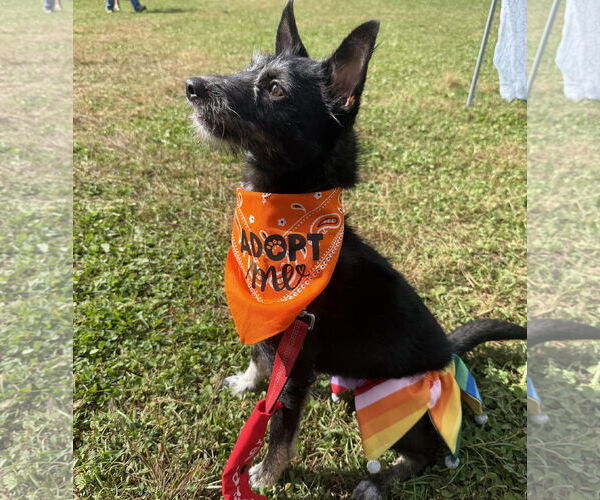 Medium Photo #7 Mutt Puppy For Sale in Brooklyn Center, MN, USA