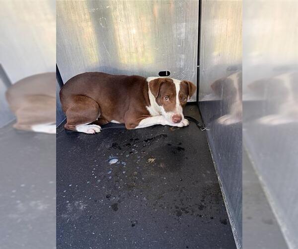 Medium Photo #1 American Staffordshire Terrier-Unknown Mix Puppy For Sale in San Antonio, TX, USA