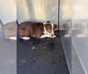 American Staffordshire Terrier-Unknown Mix Dogs for adoption in San Antonio, TX, USA