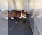 Small American Staffordshire Terrier Mix
