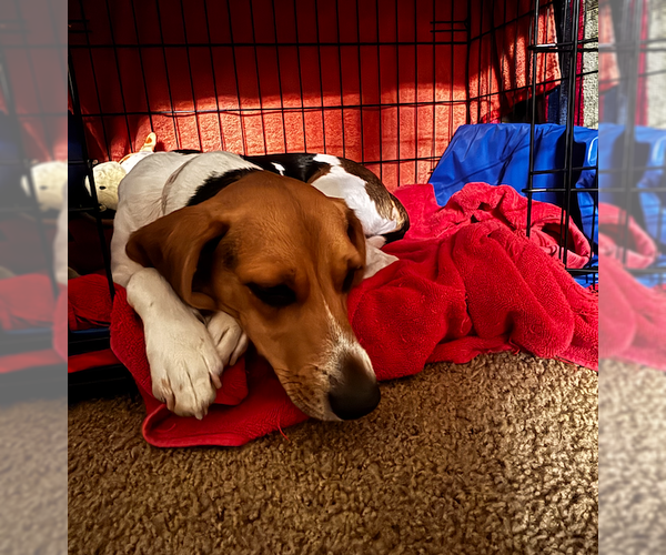 Medium Photo #3 Beagle Puppy For Sale in Tampa, FL, USA