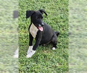 American Staffordshire Terrier Dogs for adoption in Oklahoma City, OK, USA