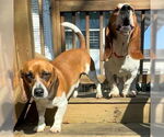 Small #3 Basset Hound