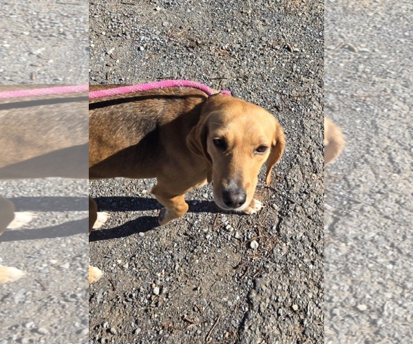 Medium Photo #1 Mutt Puppy For Sale in Rustburg, VA, USA